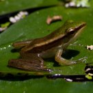 Little Frog